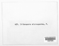 Plagiostoma salicellum image